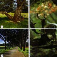 Brijuni_Alee_und_altes_Olivenbaum