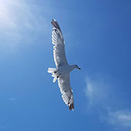 Brijuni_fishpicnic_5