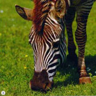 Brijuni_Safari_park