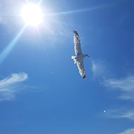 Pula_harbor_tour_4